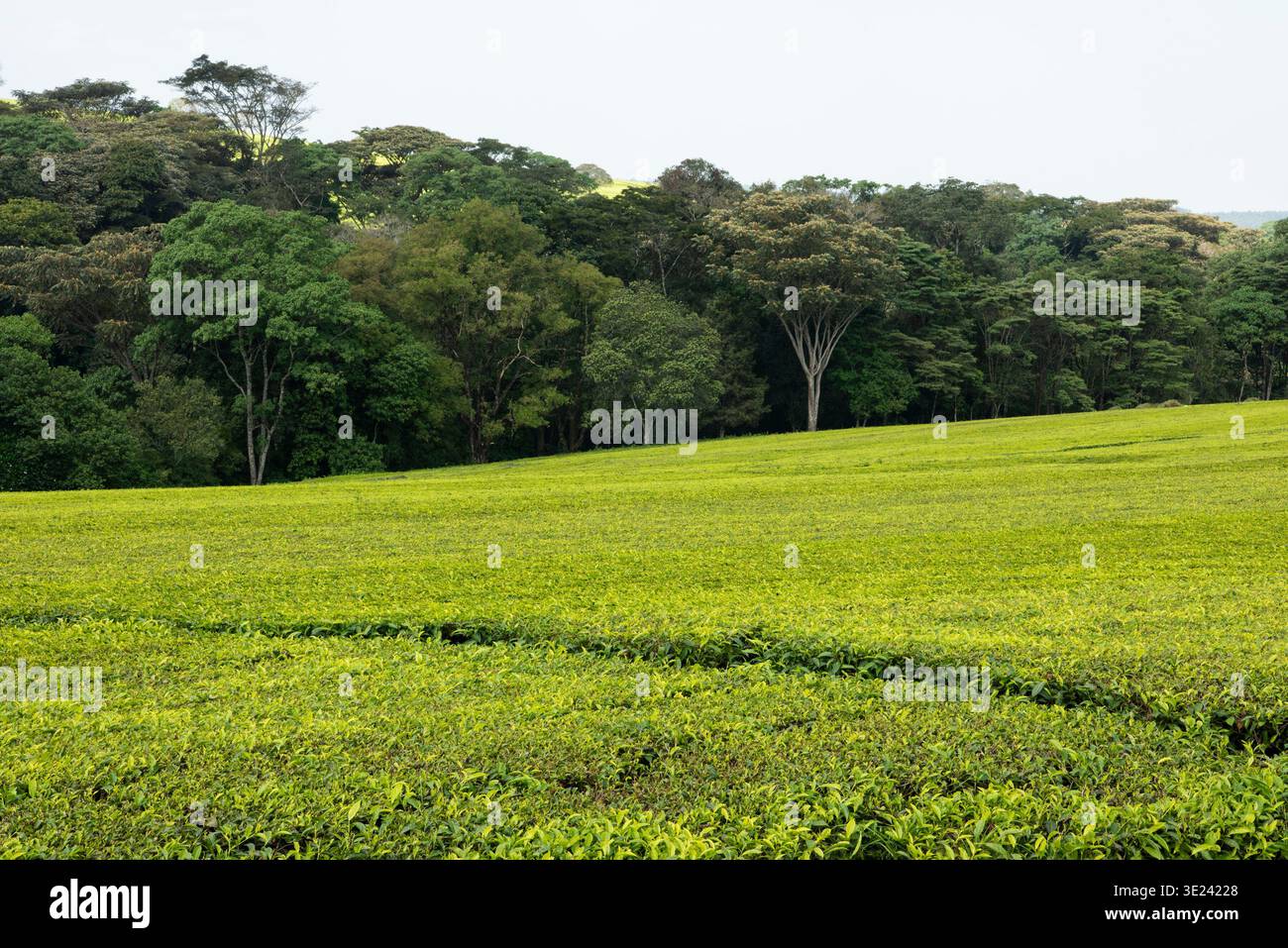 Plantation de thé à Kericho, Kenya Banque D'Images