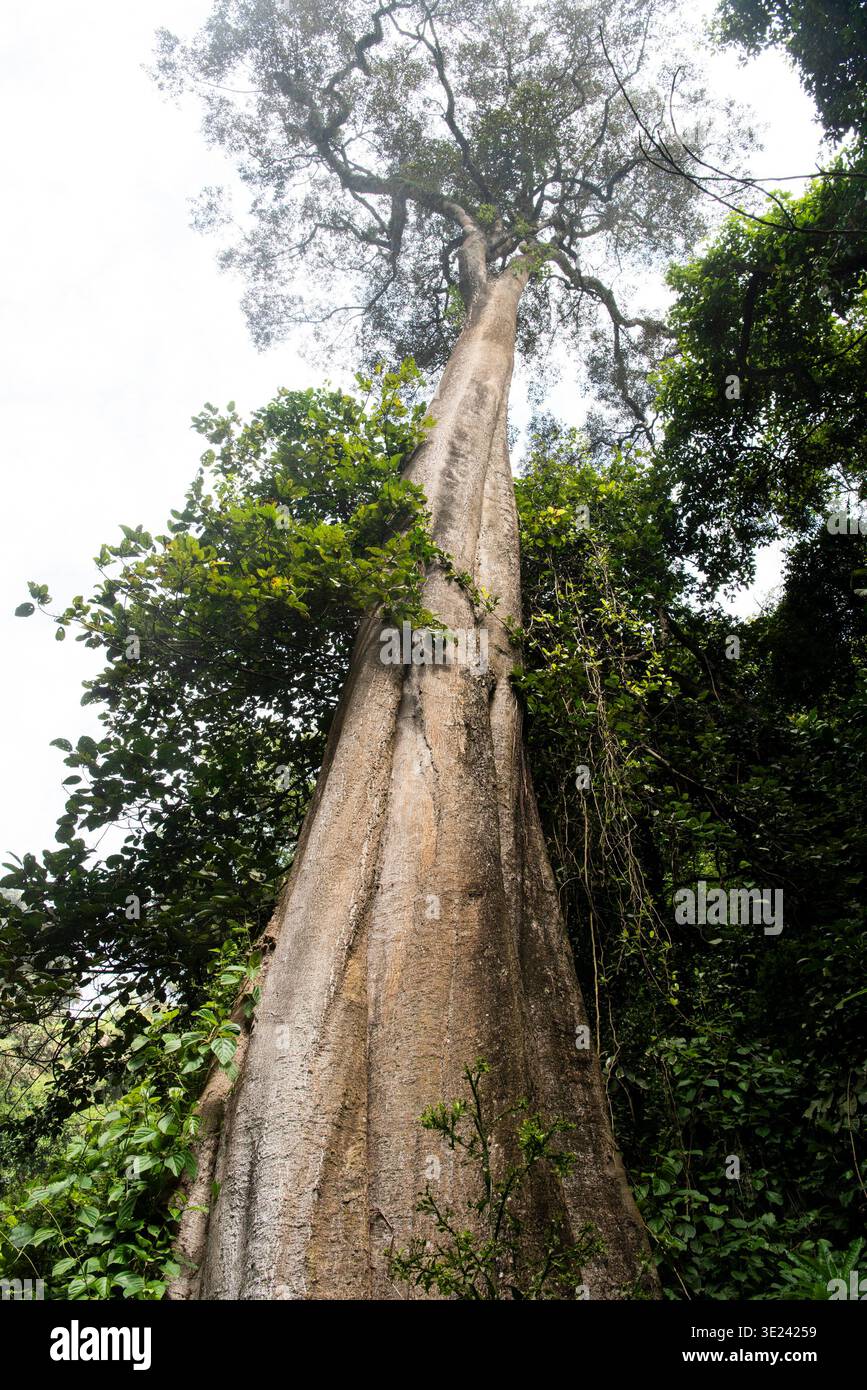 Arbre à la base des chutes Thomson, Nyahurururu, Kenya Banque D'Images