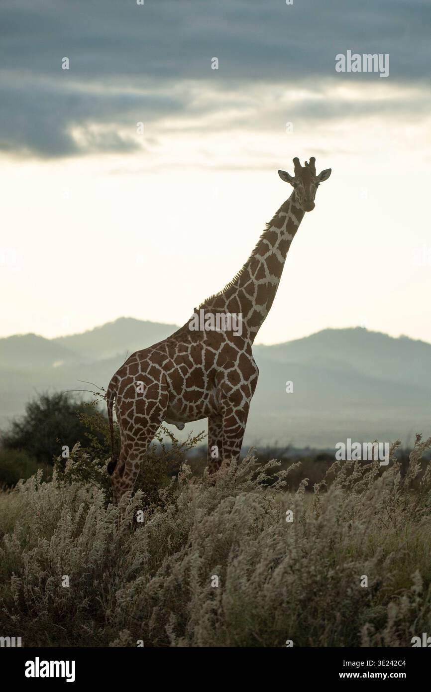 Girafe réticulée, Giraffa reticulata, Parc national de Meru, Kenya Banque D'Images