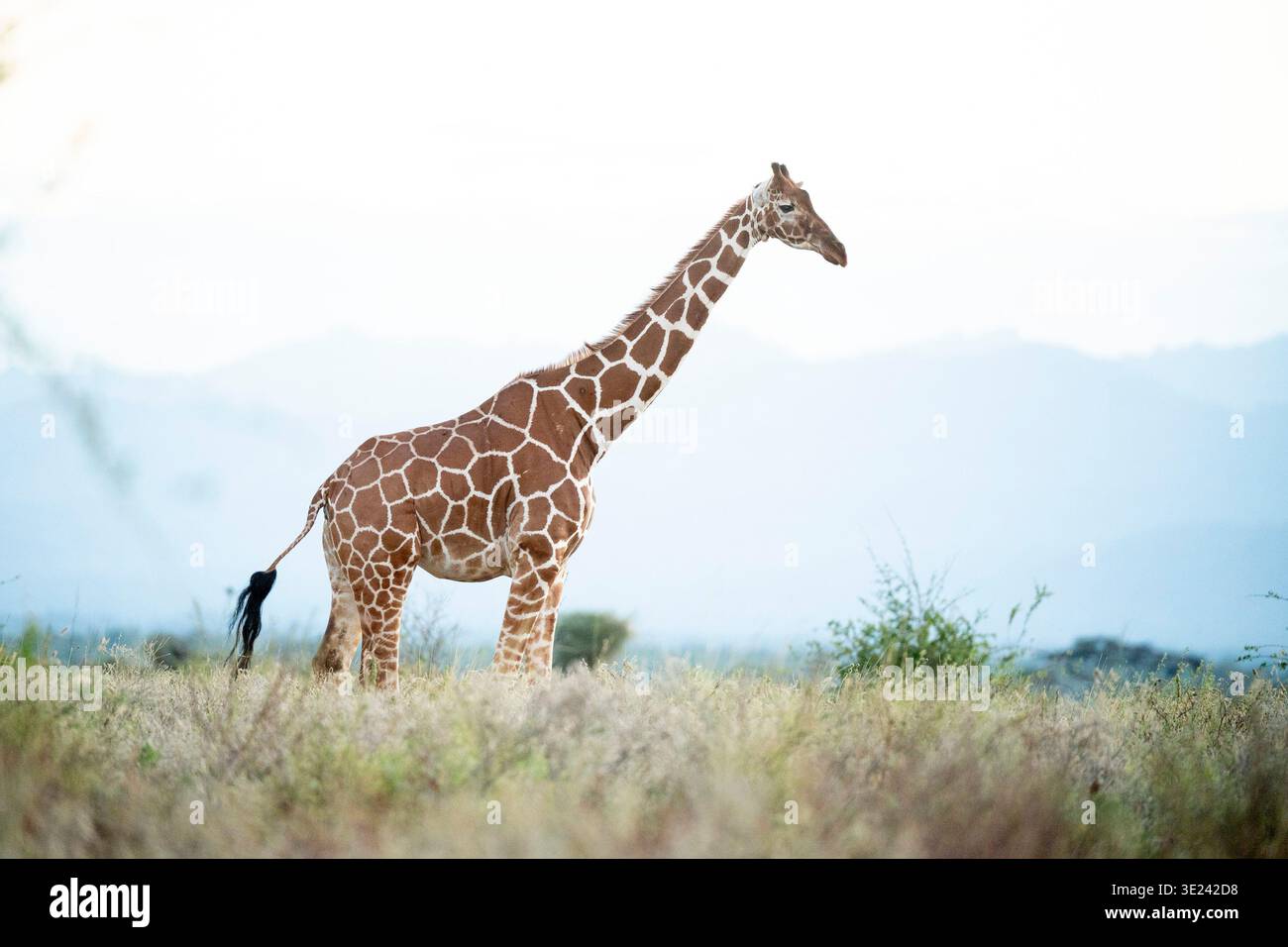 Girafe réticulée, Giraffa reticulata, Parc national de Meru, Kenya Banque D'Images