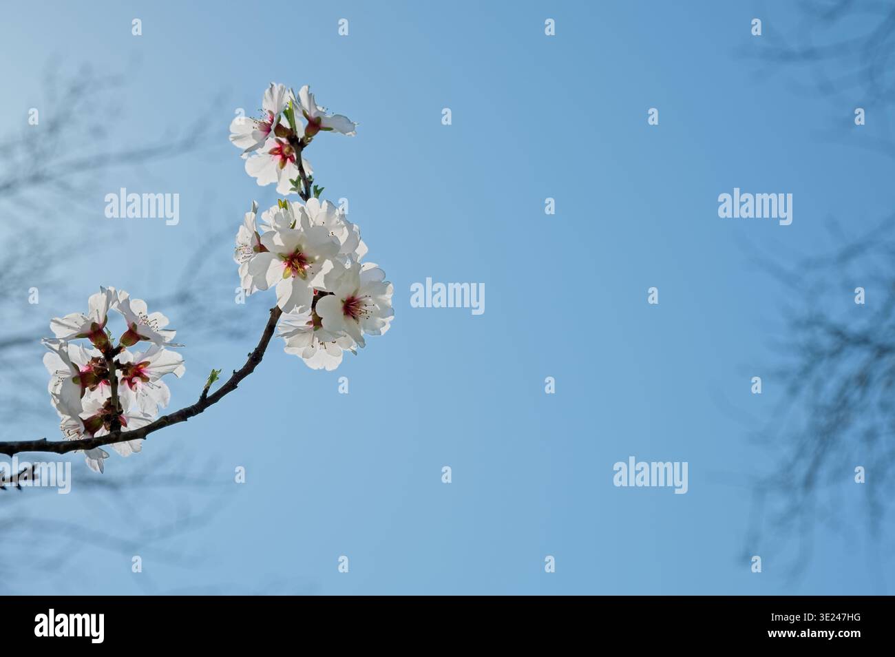 Belles fleurs d'amande blanche sur une branche contre un ciel bleu solide avec espace copie, fond floral printanier, amanier en fleurs à Budapest Banque D'Images