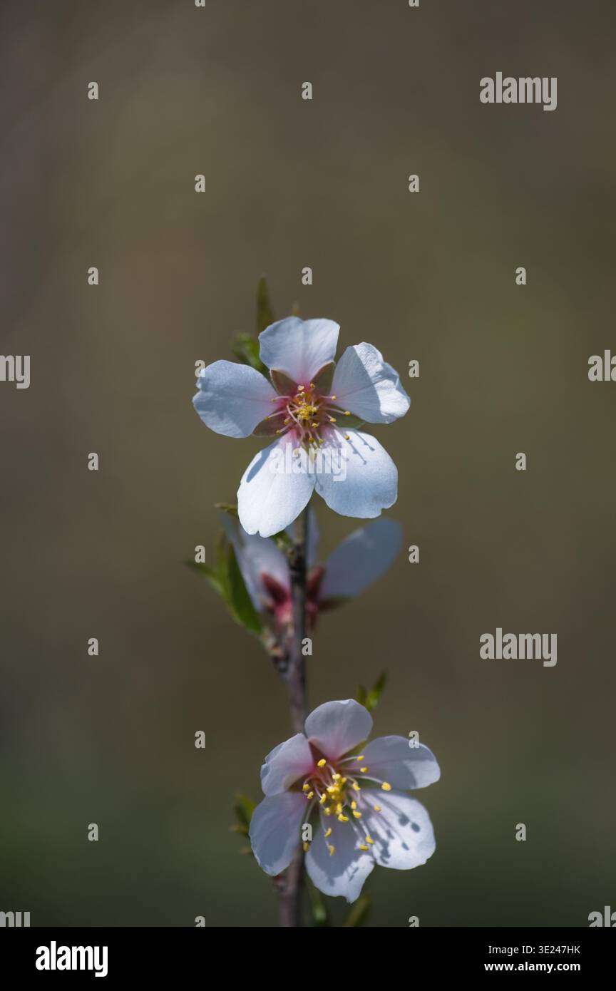 Gros plan de délicates fleurs d'amandes blanches et roses sur une branche au début du printemps, floraison de l'amandier Prunus dulcis sur un fond flou doux Banque D'Images