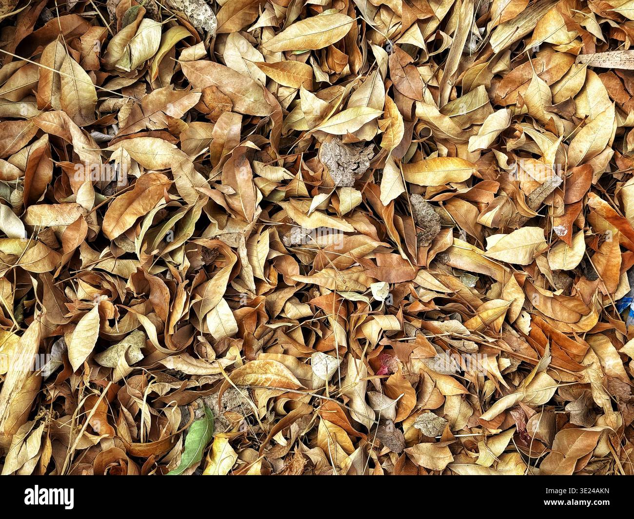 Une couche dense de feuilles d'automne brunes séchées couvrant la surface du sol Banque D'Images