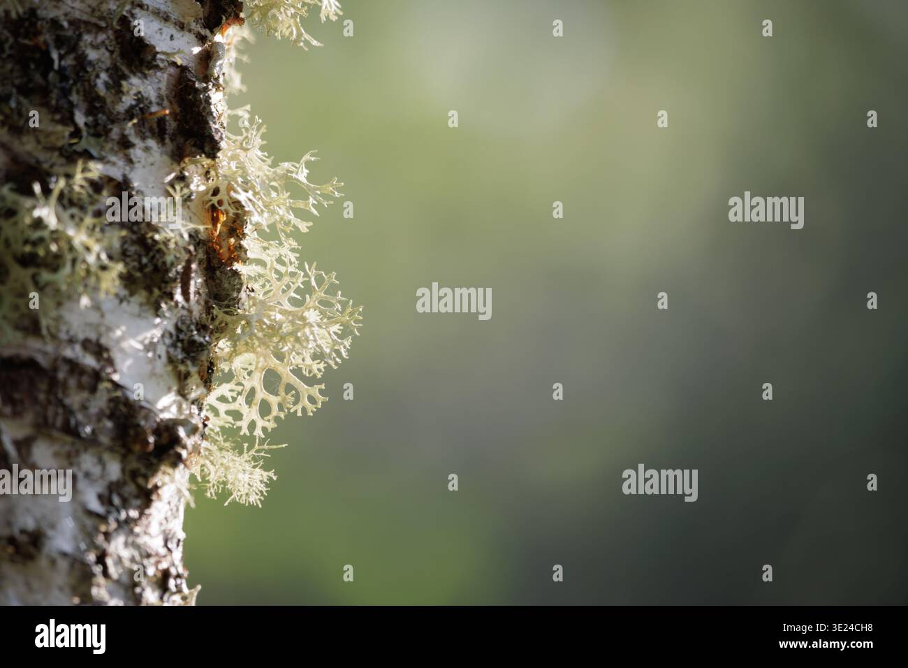 Lumière du soleil sur le lichen vert pâle poussant sur l'écorce d'arbre rugueuse Banque D'Images