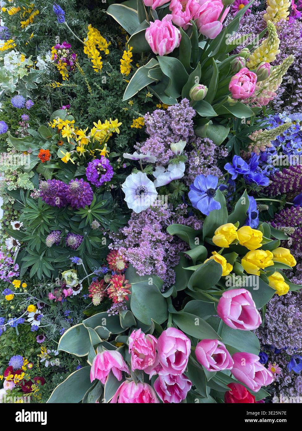 Vue aérienne dense et vibrante d'un parterre de fleurs printanières diversifié. Comprend tulipes roses, ranoncule orange, statice pourpre, fleurs jaunes et marguerites. - Image de stock capturée avec un smartphone