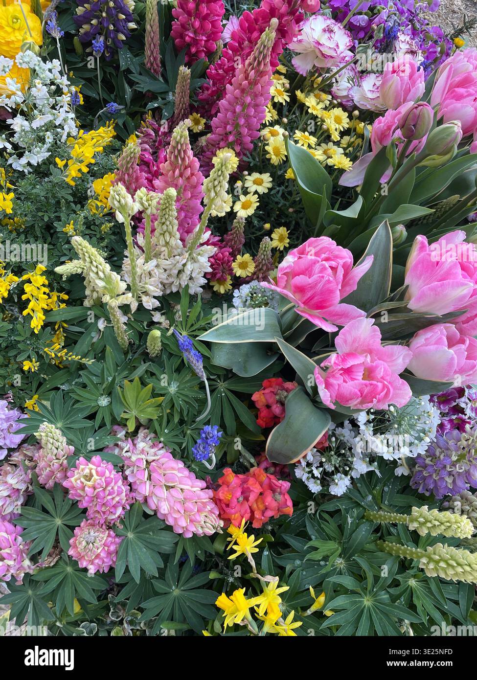 Vue aérienne dense et vibrante d'un parterre de fleurs printanières diversifié. Comprend tulipes roses, ranoncule orange, statice pourpre, fleurs jaunes et marguerites. - Image de stock capturée avec un smartphone