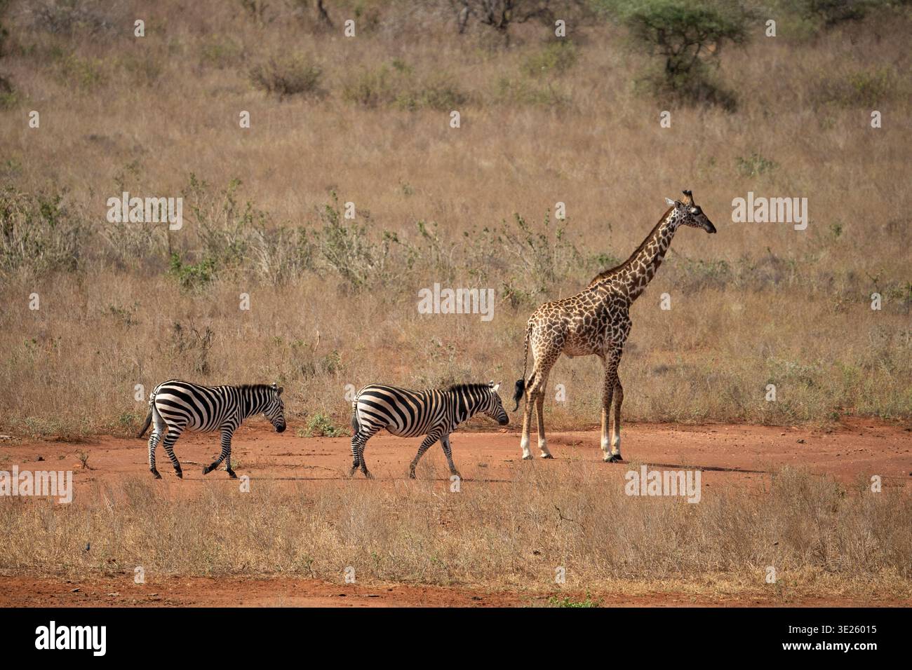 Girafe Masaï et zèbres des plaines, parc national de Tsavo West, Kenya Banque D'Images