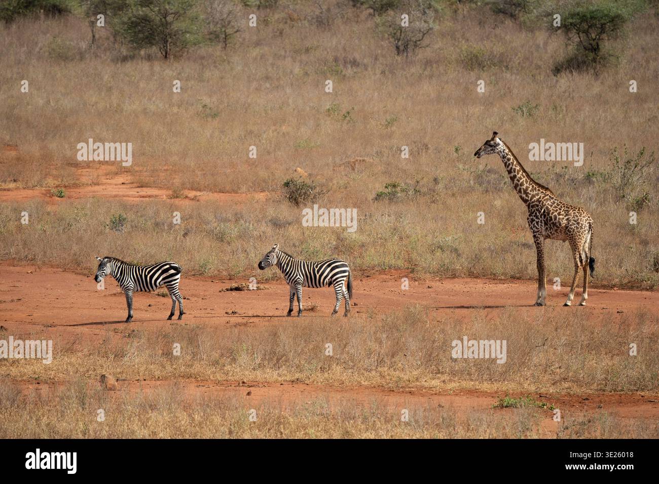 Girafe Masaï et zèbres des plaines, parc national de Tsavo West, Kenya Banque D'Images
