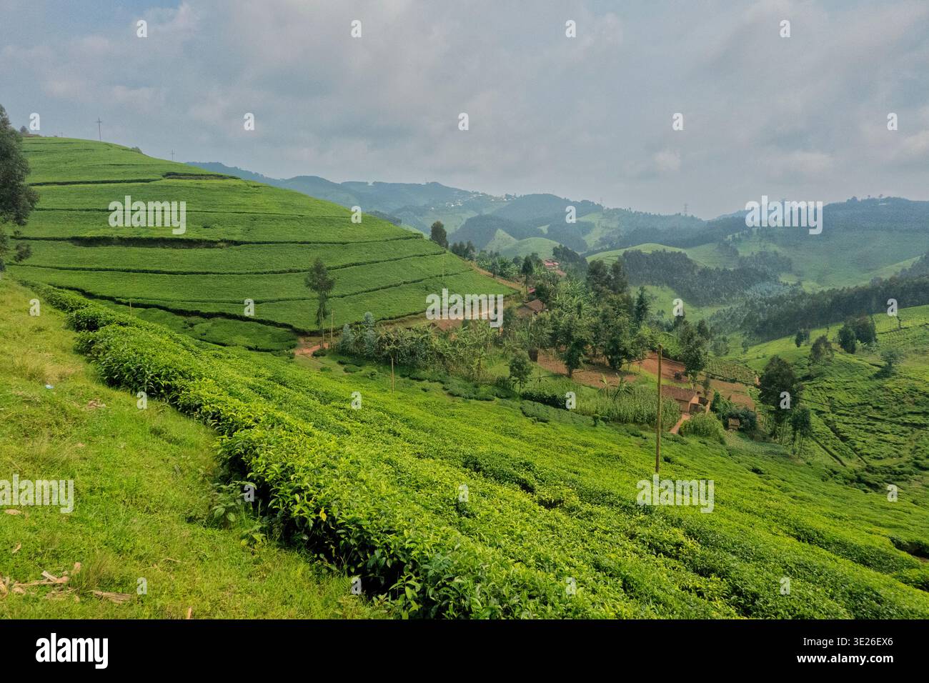 Plantation de thé Sorawathe, Kinihara, Rwanda Banque D'Images