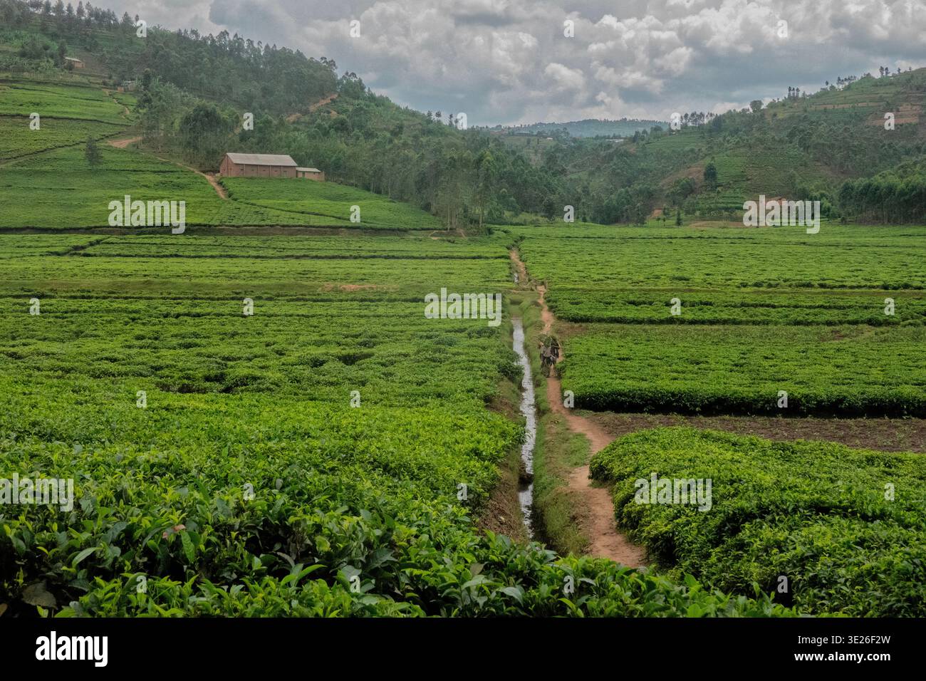 Plantation de thé Sorawathe, Kinihara, Rwanda Banque D'Images