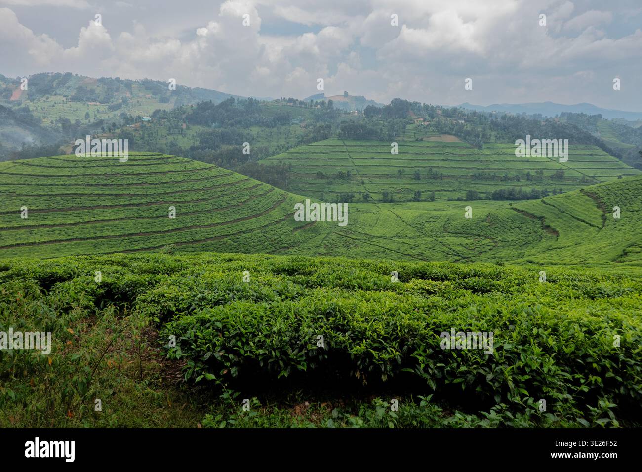 Plantation de thé Pfunda, Rubavu, Rwanda Banque D'Images
