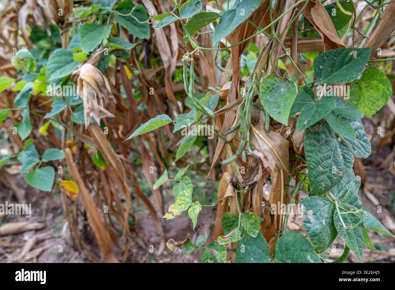 Aguacatan, Guatemala - vignes de haricots verts enchevêtrées avec des gousses enchevêtrées autour des tiges de maïs séchées dans un champ rural de fin de saison, montrant des cultures intercalaires, harve Banque D'Images