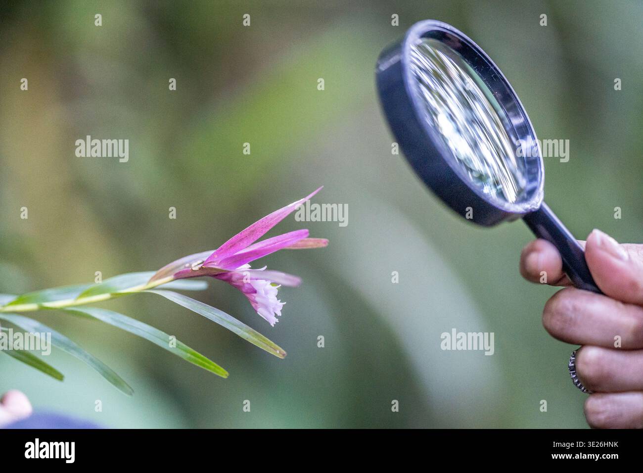 Coban, Guatemala - Une main tient une loupe pour étudier une fleur rose délicate dans un jardin luxuriant, mettant l'accent sur les détails botaniques, la curiosité, la nature o Banque D'Images