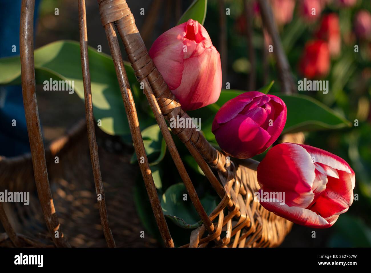 Gros plan d'un panier de tulipes dans Blooming Fields à Sunset Light Banque D'Images