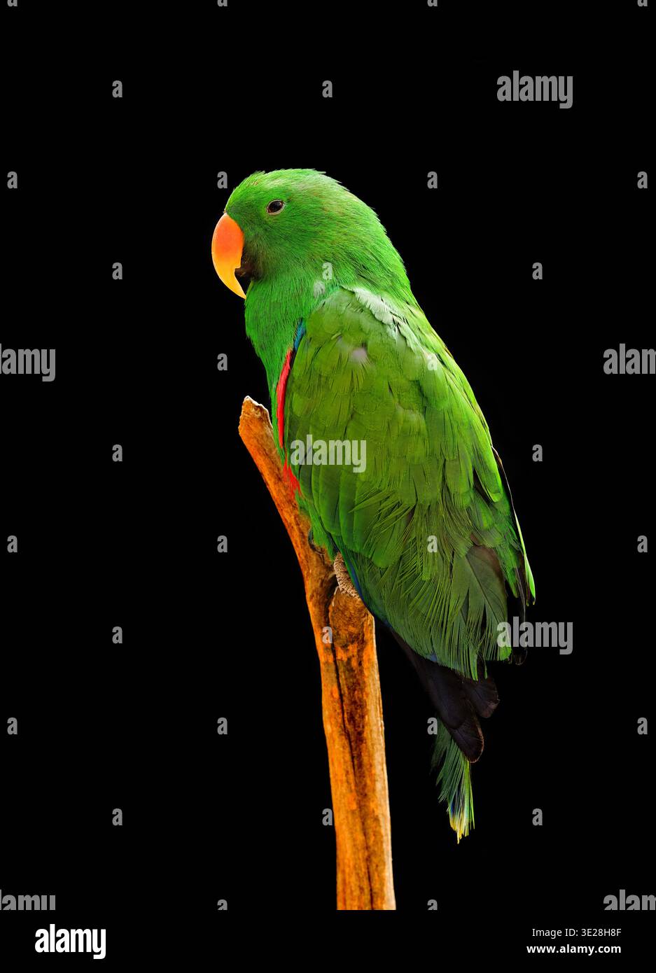 Grand Eclectus mâle sur son perchoir Banque D'Images