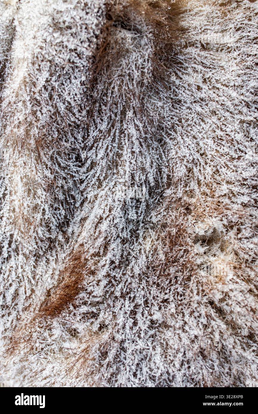 Photo en gros plan de fourrure d'animal brun avec de longs cheveux couverts de gel, givre, suggérant froid, hiver Banque D'Images