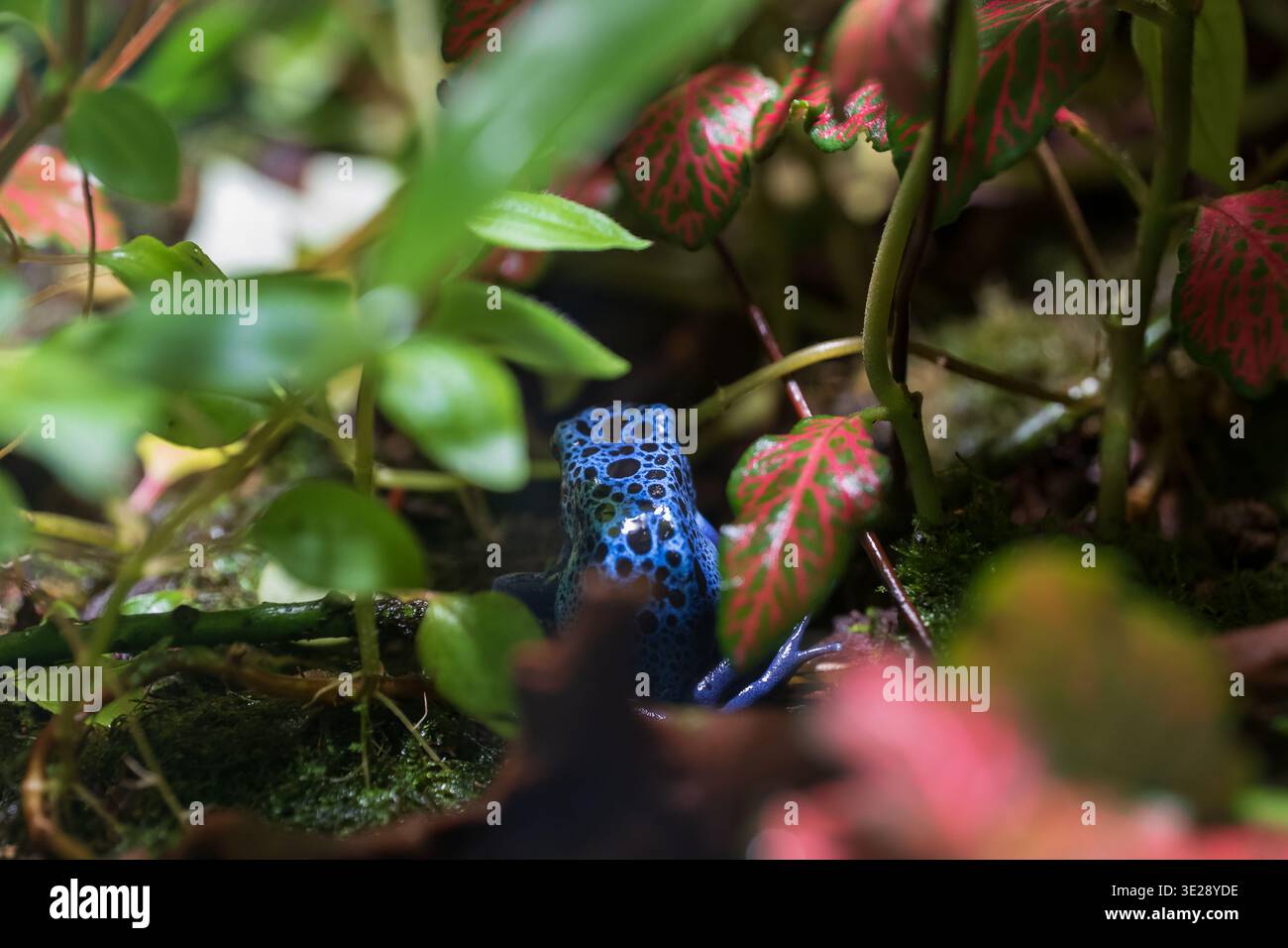 Teinture de grenouille dard poison (Dendrobates tinctorius 'Azureus'), amphibien de la famille des Dendrobatidae, région indigène : Amérique du Nord-Sud. Banque D'Images