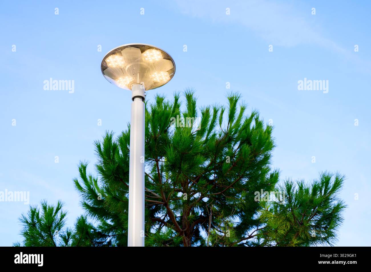 Grands pins à feuilles persistantes atteignant un ciel d'été lumineux dans un parc. La verdure naturelle offre ombre et beauté pour la détente en plein air. Concept de ActiV Banque D'Images