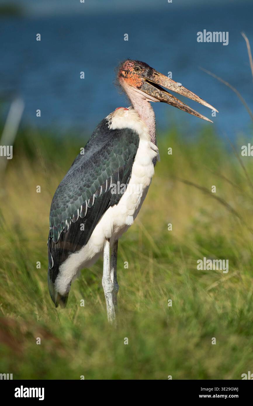 Cigogne de Marabou, Leptoptilos crumeniferus, Parc national d'Akagera, Rwanda Banque D'Images