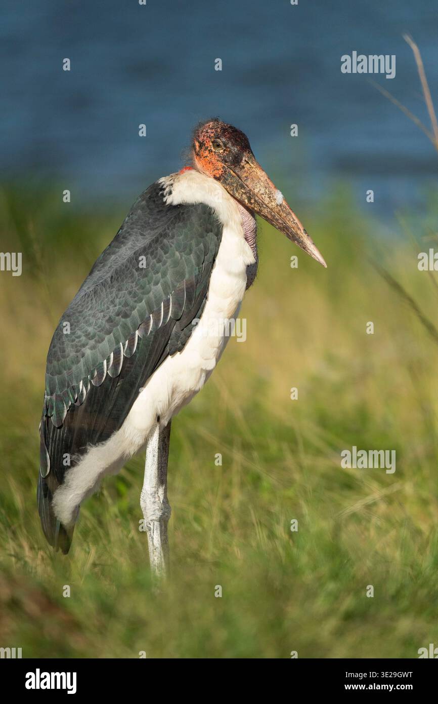 Cigogne de Marabou, Leptoptilos crumeniferus, Parc national d'Akagera, Rwanda Banque D'Images