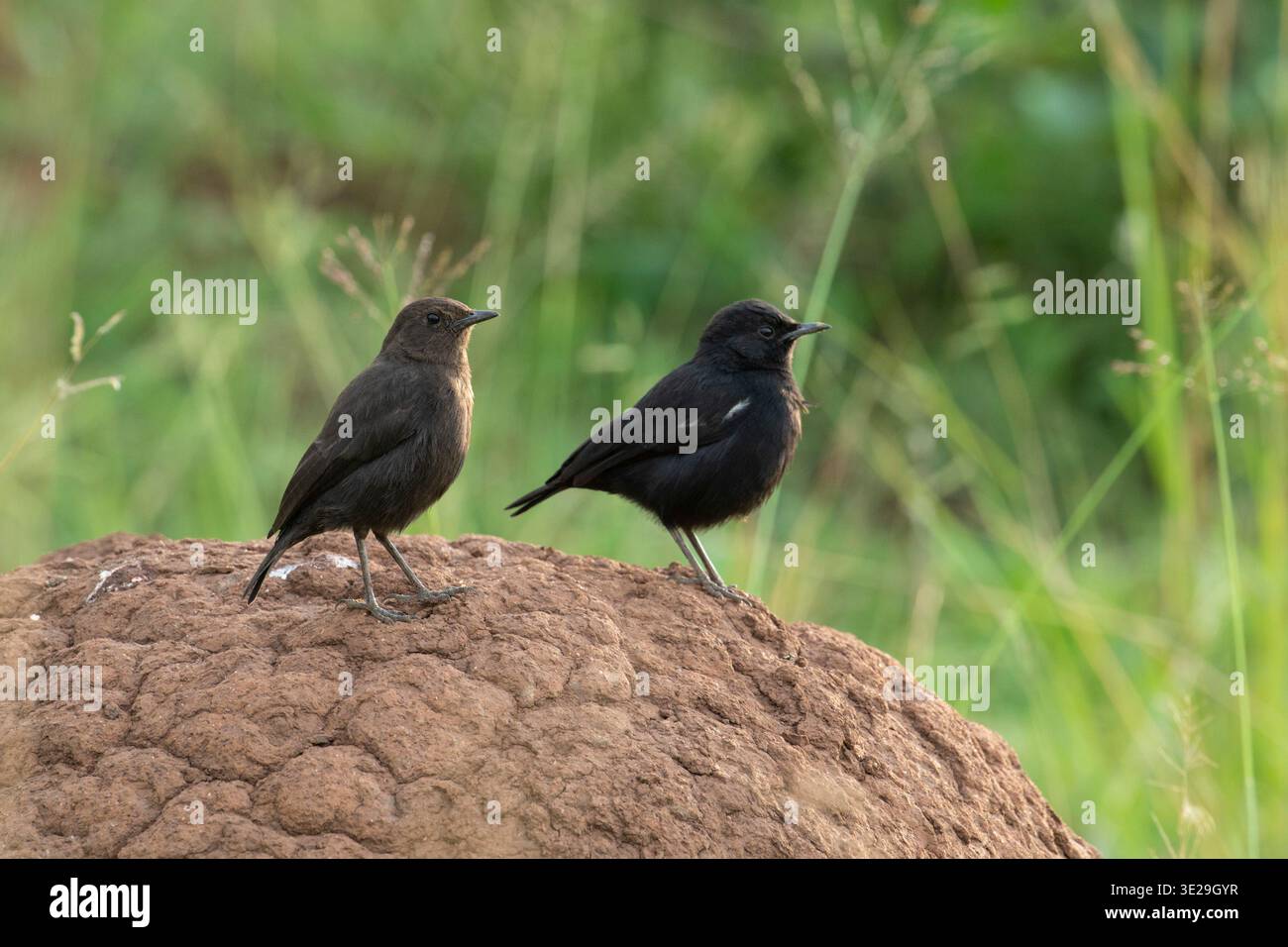 Chat de suie mâle et femelle, Myrmecocichla nigra, Parc National d'Akagera, Rwanda Banque D'Images