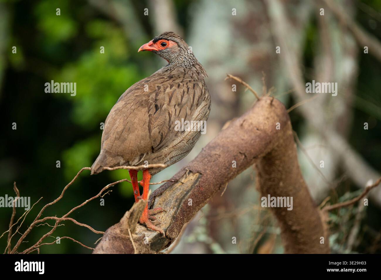 Sauvagine à cou rouge (Pternistis afer, Parc national d'Akagera, Rwanda Banque D'Images