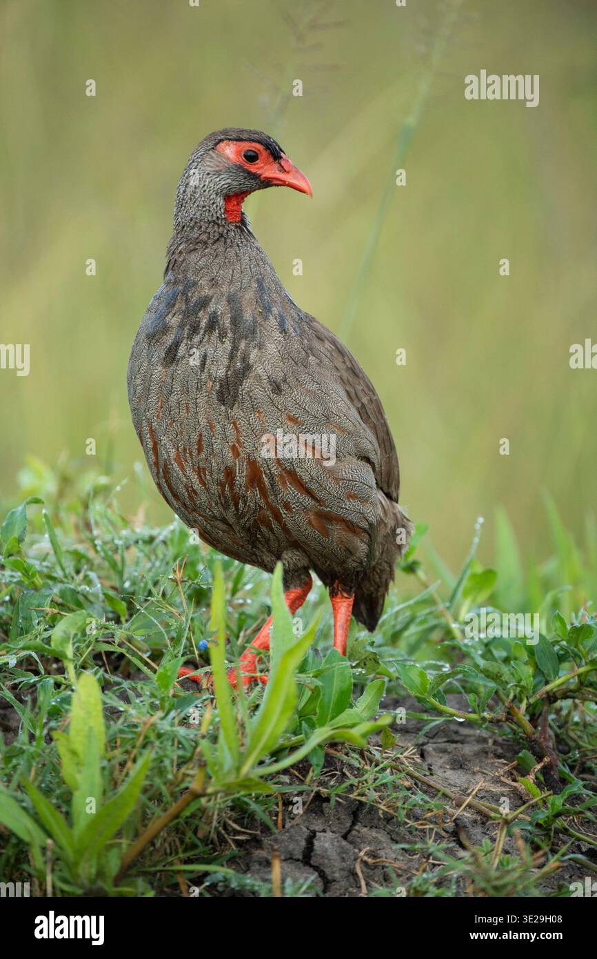 Sauvagine à cou rouge (Pternistis afer, Parc national d'Akagera, Rwanda Banque D'Images