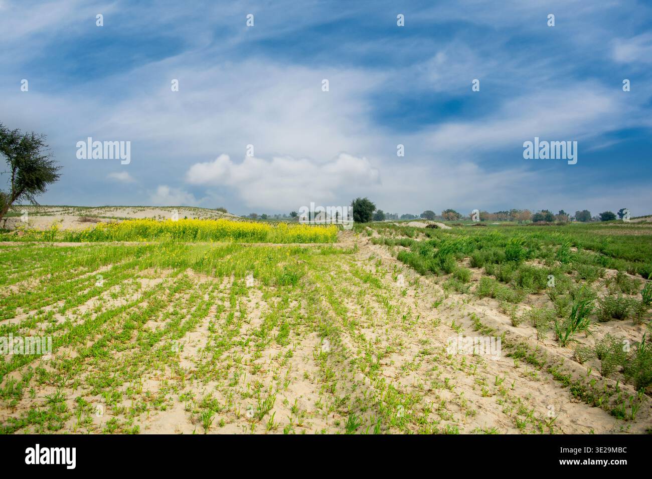 Jeunes plants de pois chiches verts prospérant en rangées ordonnées sur les dunes sablonneuses, ajoutant une couleur vibrante au vaste paysage du désert du Thar Banque D'Images