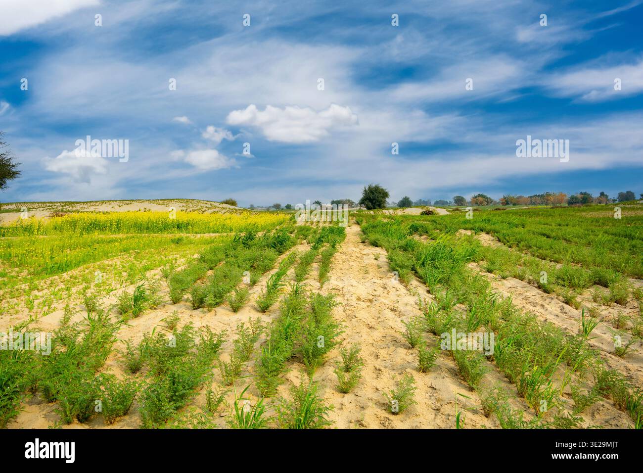 Des rangées de plants de pois chiches s'étendent sur des dunes de sable ondulantes, leurs feuilles vertes contrastant avec le désert doré sous des nuages blancs éparpillés Banque D'Images