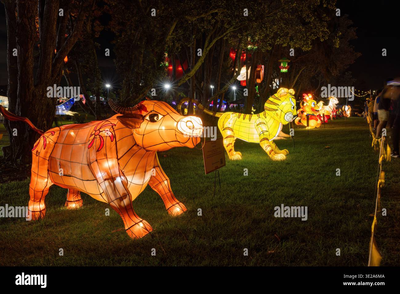 Une lanterne chinoise du nouvel an montrant des animaux dans le zodiaque chinois, y compris un bœuf, un tigre et un dragon Banque D'Images