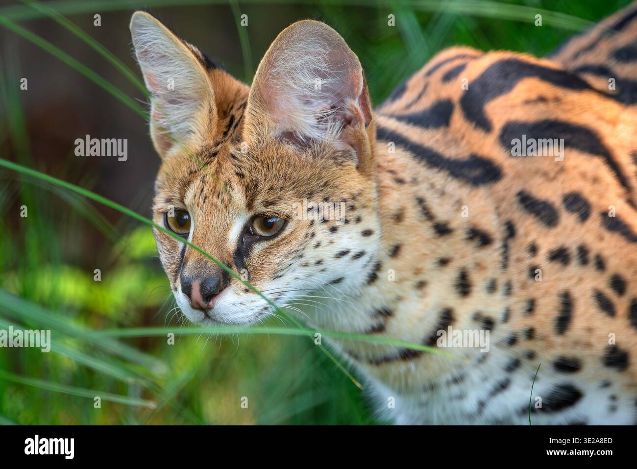 Serval africain Banque D'Images