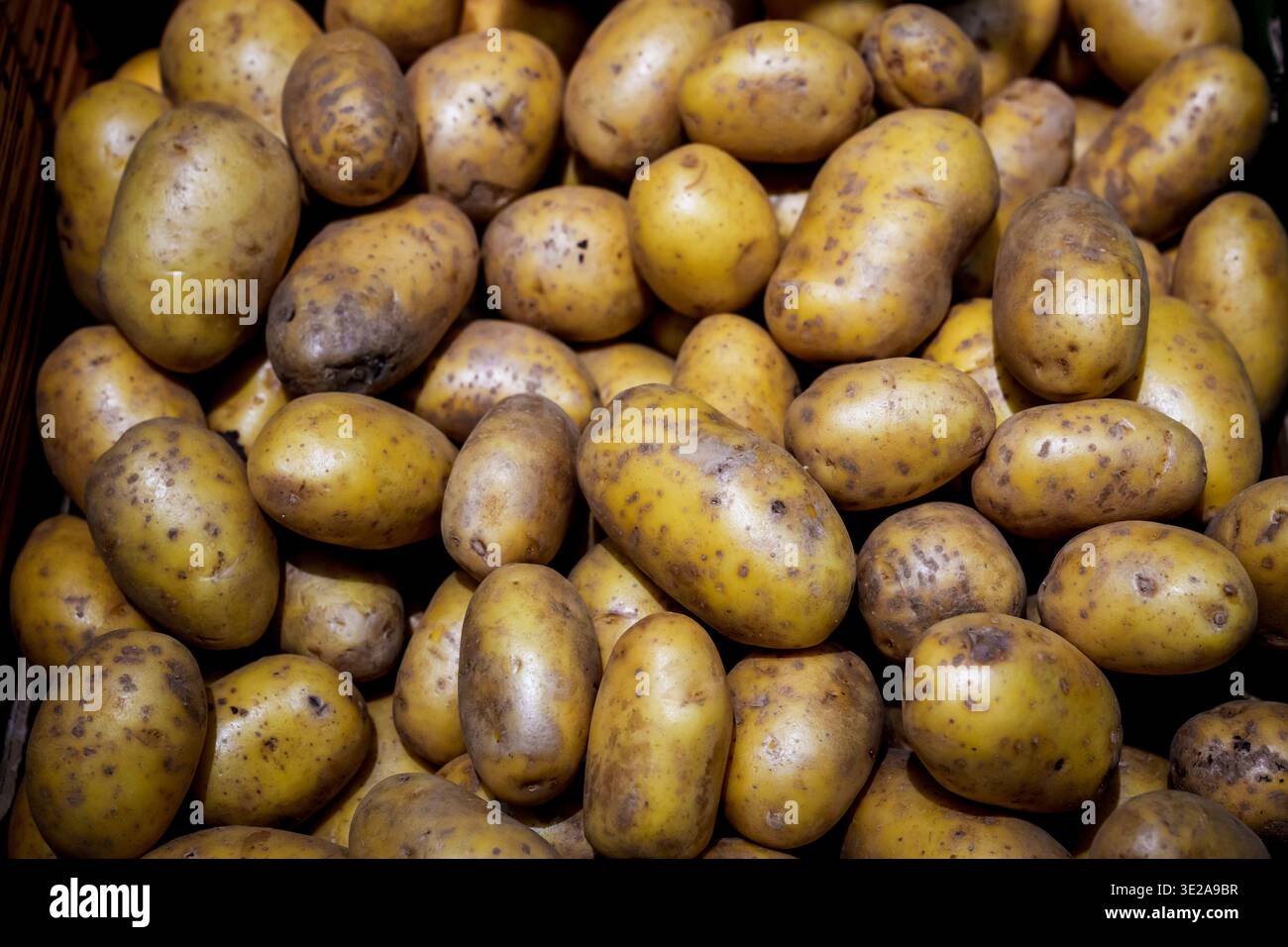 Plein angle de pommes de terre fraîches. Une vue aérienne dense d'un grand tas de pommes de terre jaunes entières fraîches, non pelées, avec une texture et un sol naturels Banque D'Images