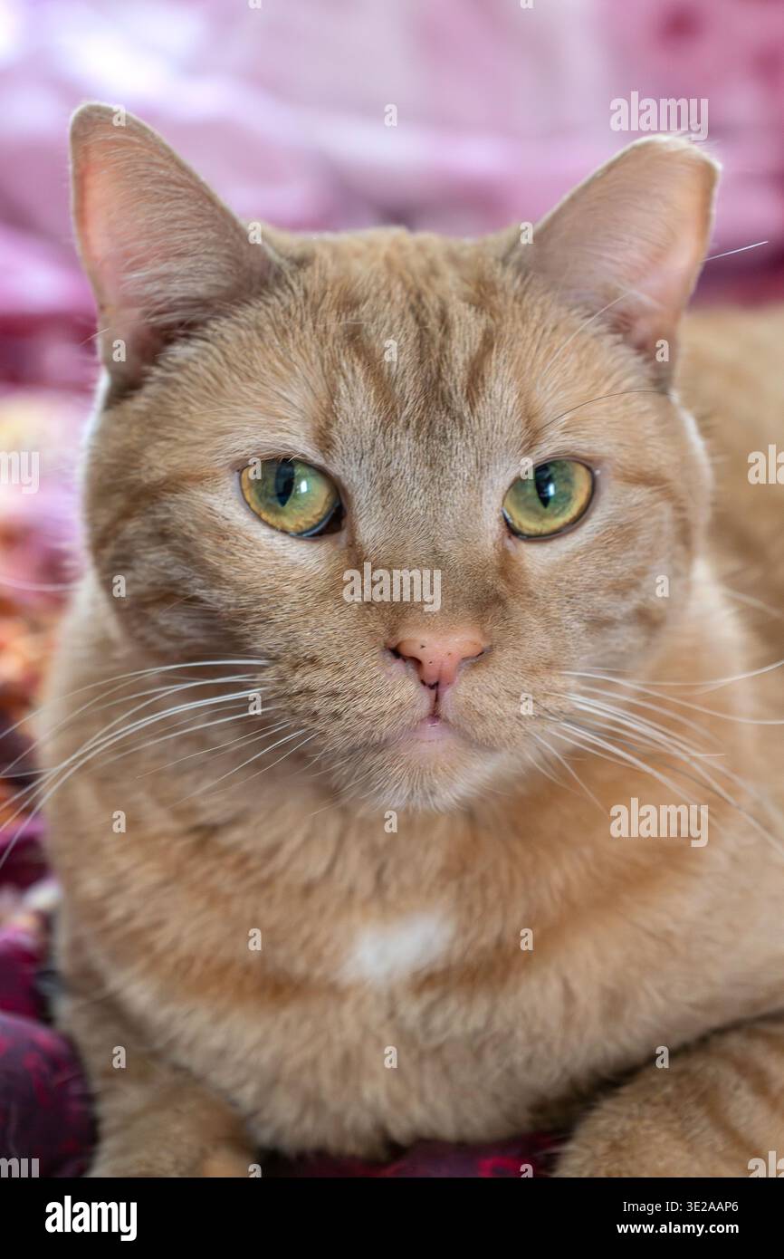 Portrait d'un chat domestique Banque D'Images