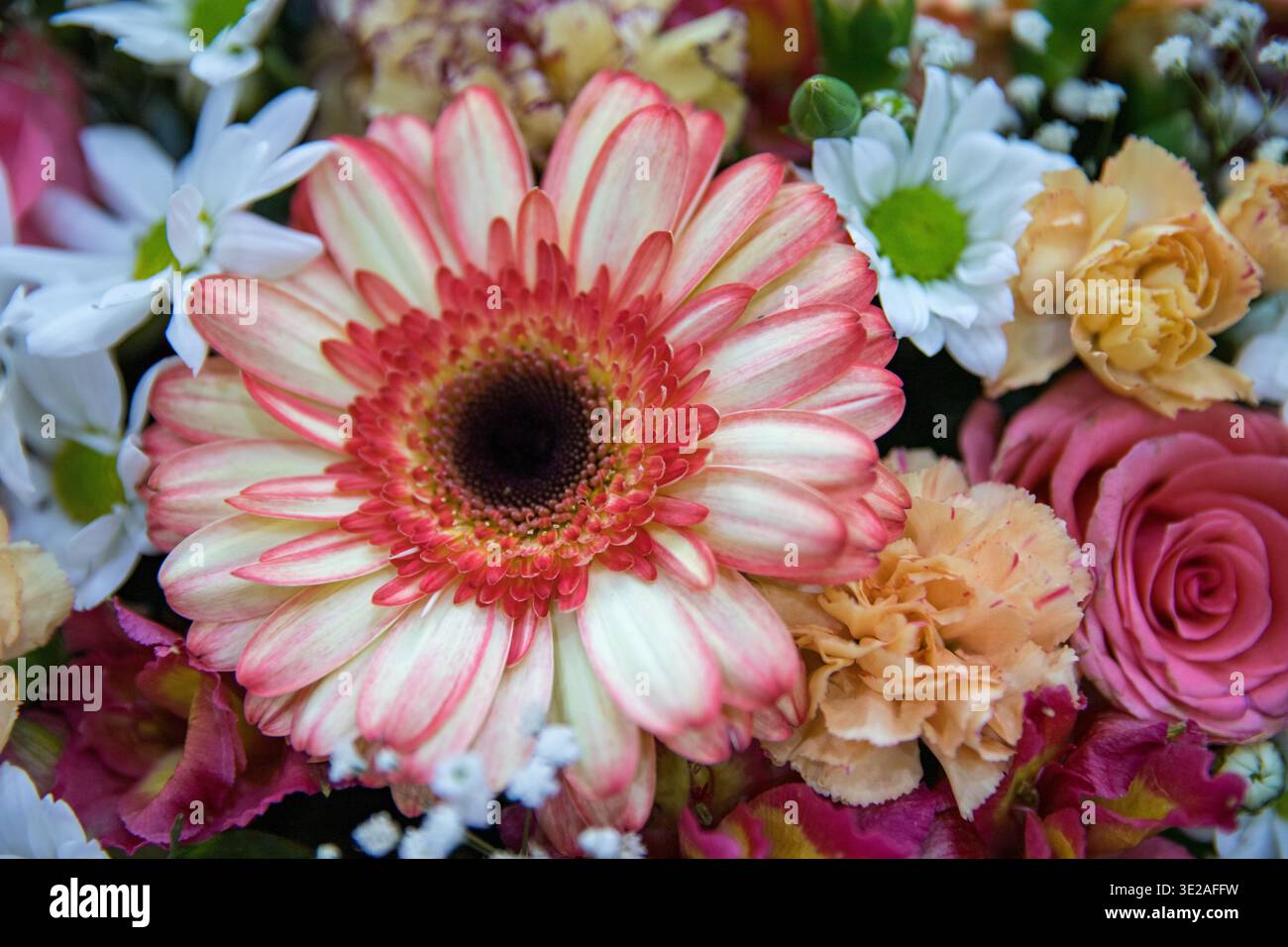 Bouquet de fleurs coloré avec gerbera, roses et camomille gros plan Banque D'Images