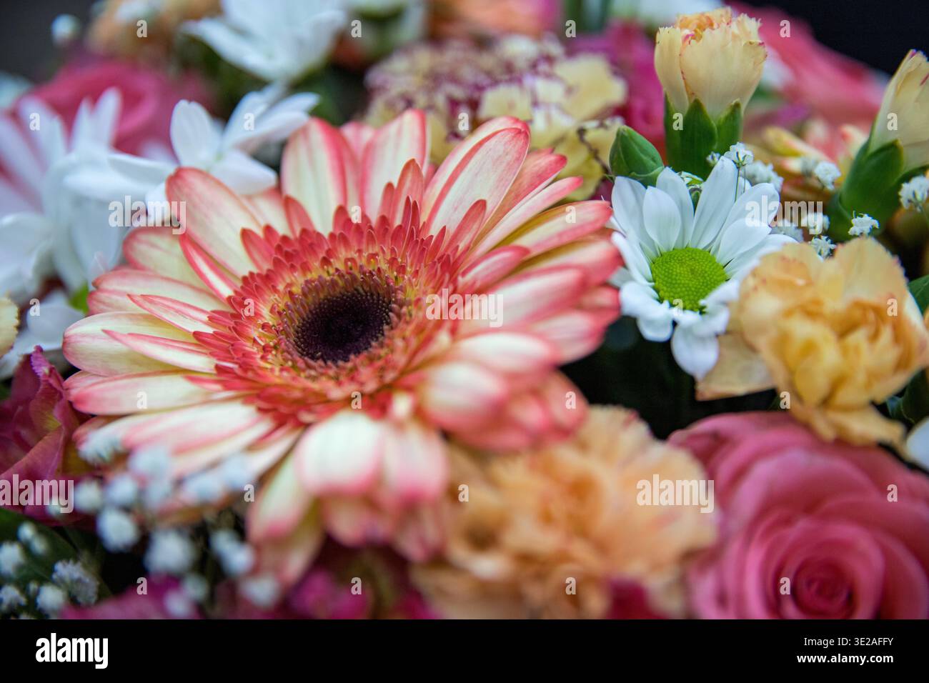 Bouquet de fleurs coloré avec gerbera, roses et camomille gros plan Banque D'Images