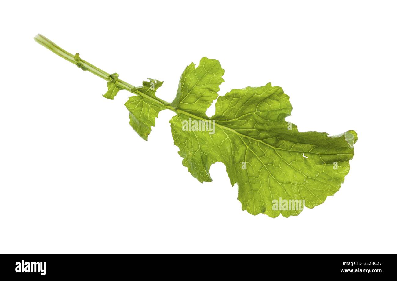Feuille verte de radis (raphanus sativus var radicula) isolée sur fond blanc Banque D'Images