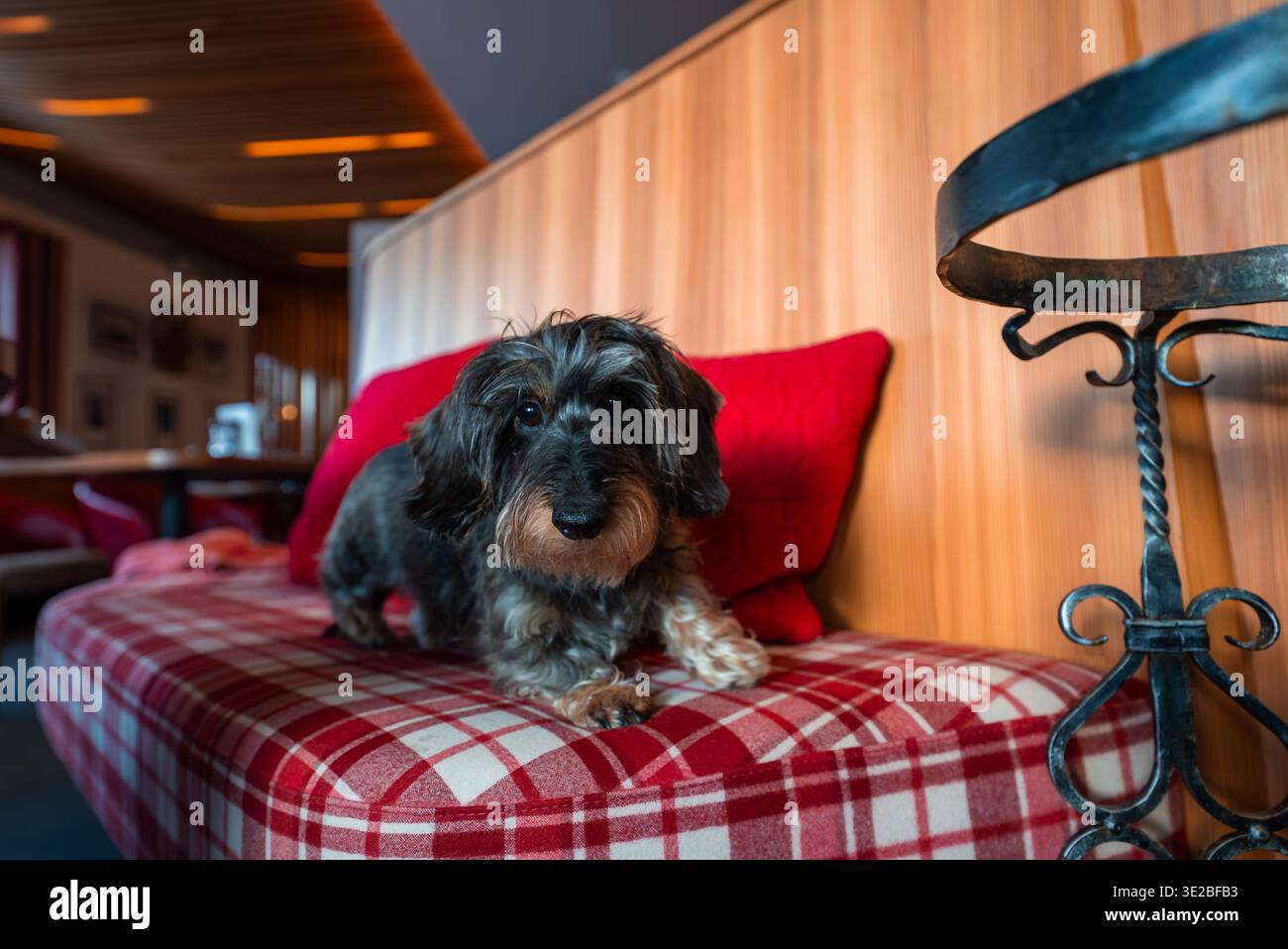 Teckel à poil dur sur banc à carreaux dans le salon de l'hôtel Oberlech Banque D'Images