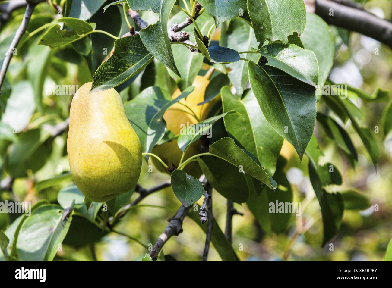 Voyage en Géorgie - fruit de poire jaune mûr sur une brindille de poire dans le verger à Kakheti le jour ensoleillé d'automne Banque D'Images