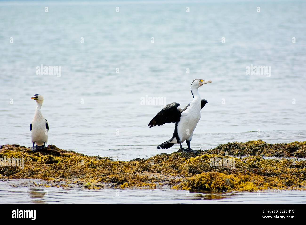Le cormoran pied (phalacrocorax varius) déploie des ailes pour les sécher, comme le montre le petit cormoran pied (microcarbo melanoleucos), sur le récif exposé à marée basse Banque D'Images