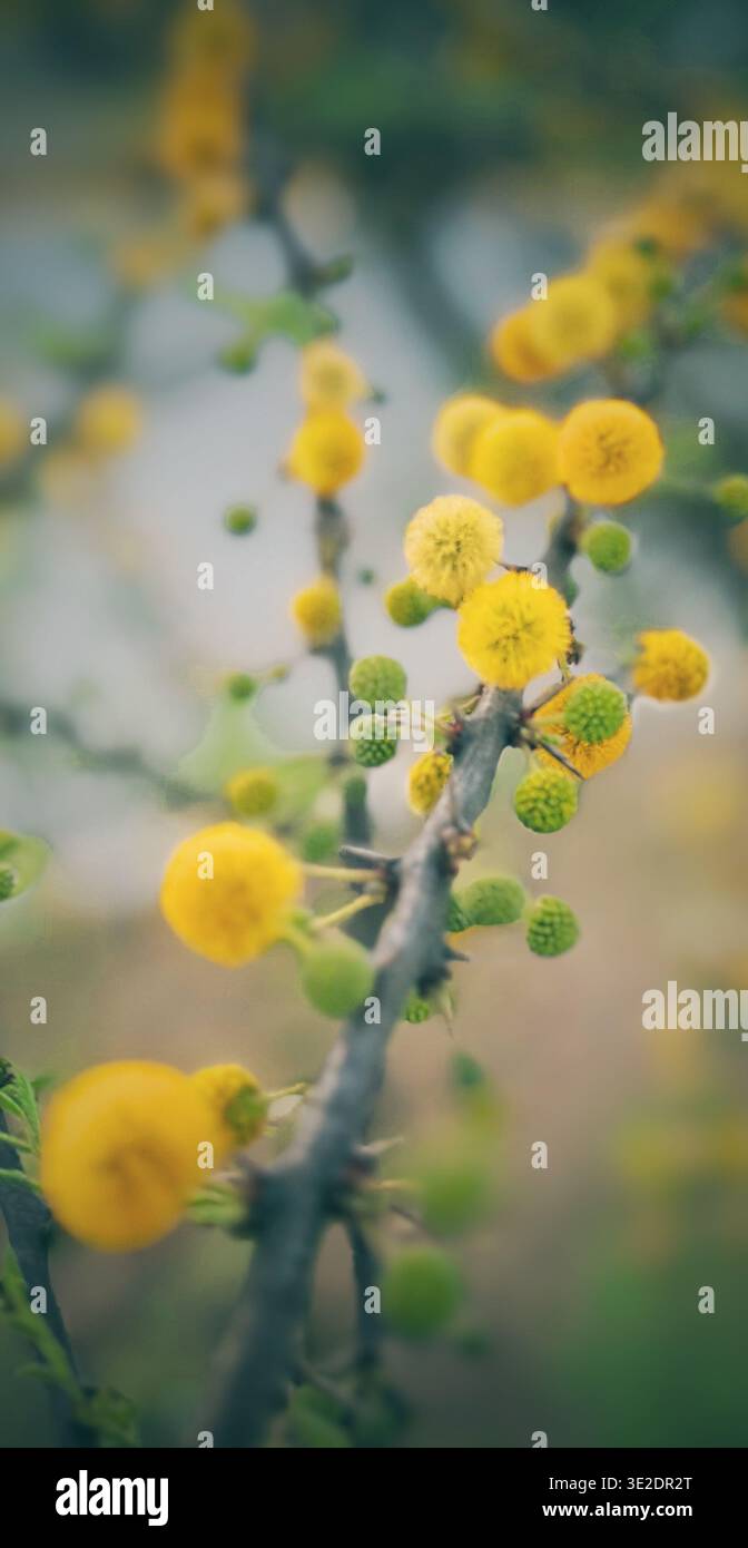 Vue rapprochée de fleurs de mimosa jaune moelleuses sur une branche au printemps Banque D'Images