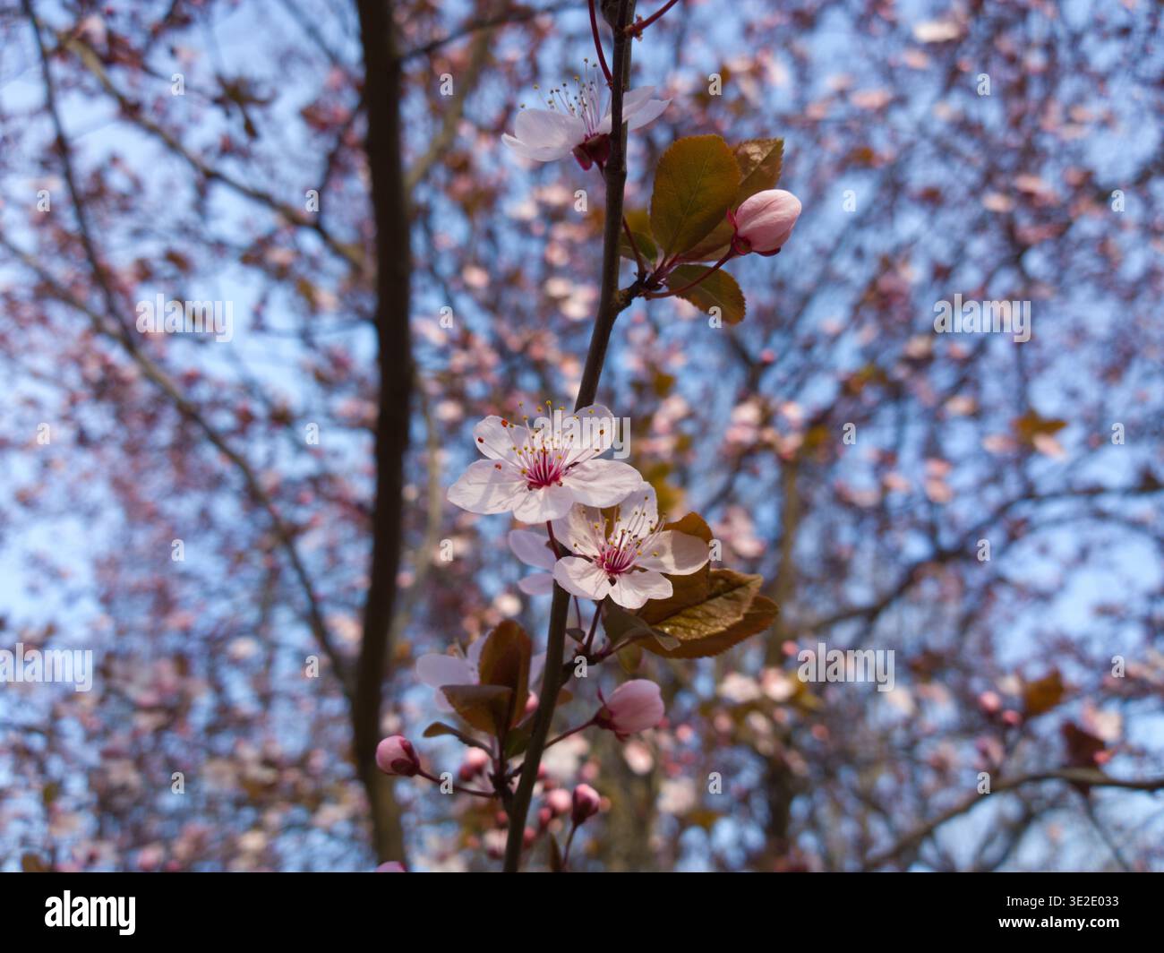 Fleurs de prune cerise rose (Prunus cerasifera 'Nigra') avec des feuilles violettes au printemps. Banque D'Images