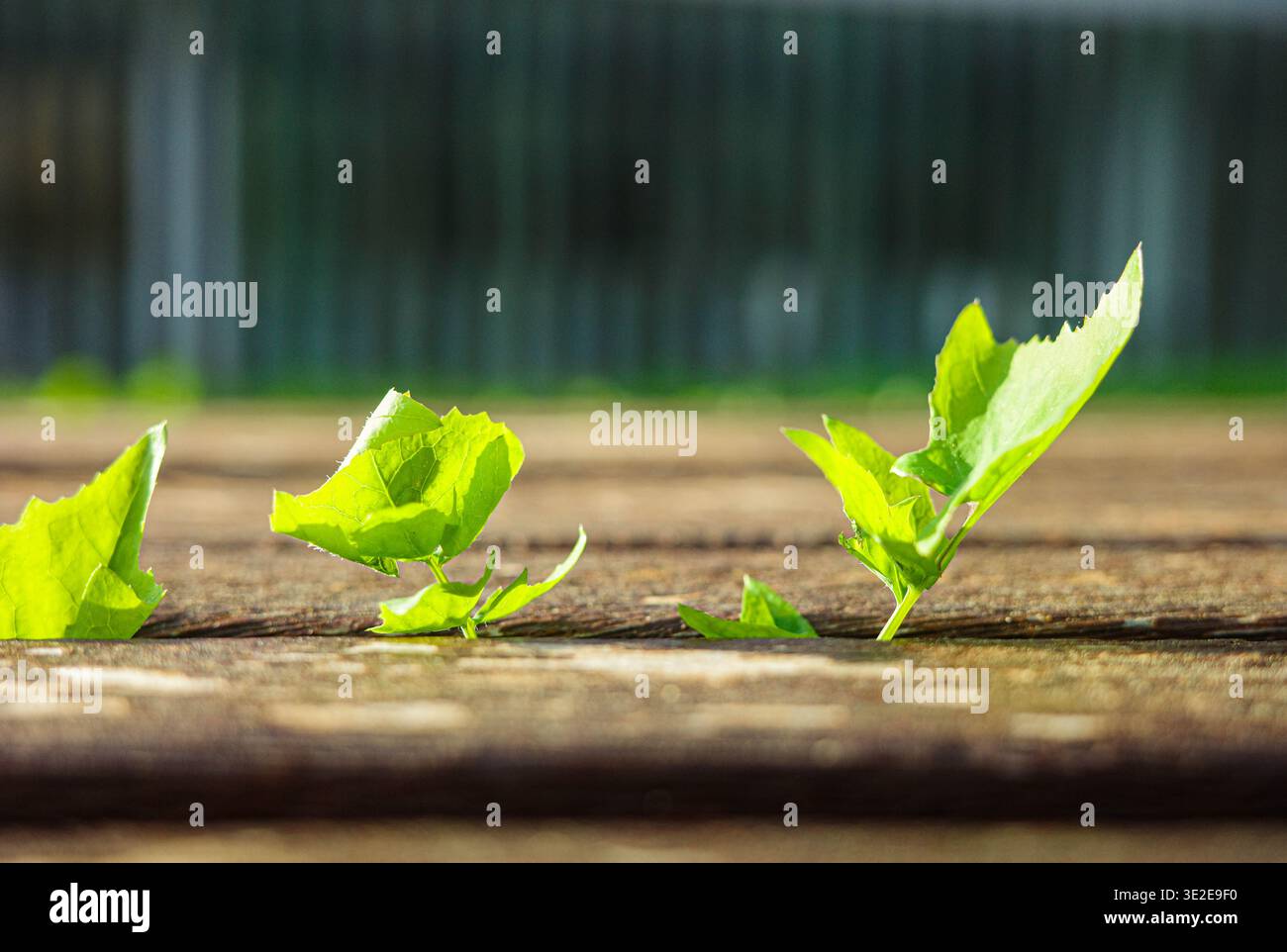 Plante verte poussant à travers la fissure de surface en bois, la résilience et le concept de nature Banque D'Images