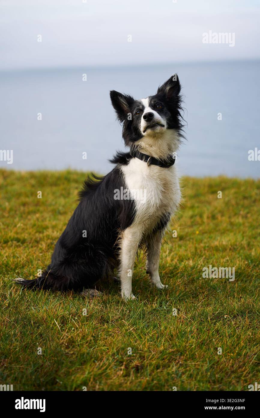 Chien assis sur l'herbe verte dans les îles Féroé Banque D'Images
