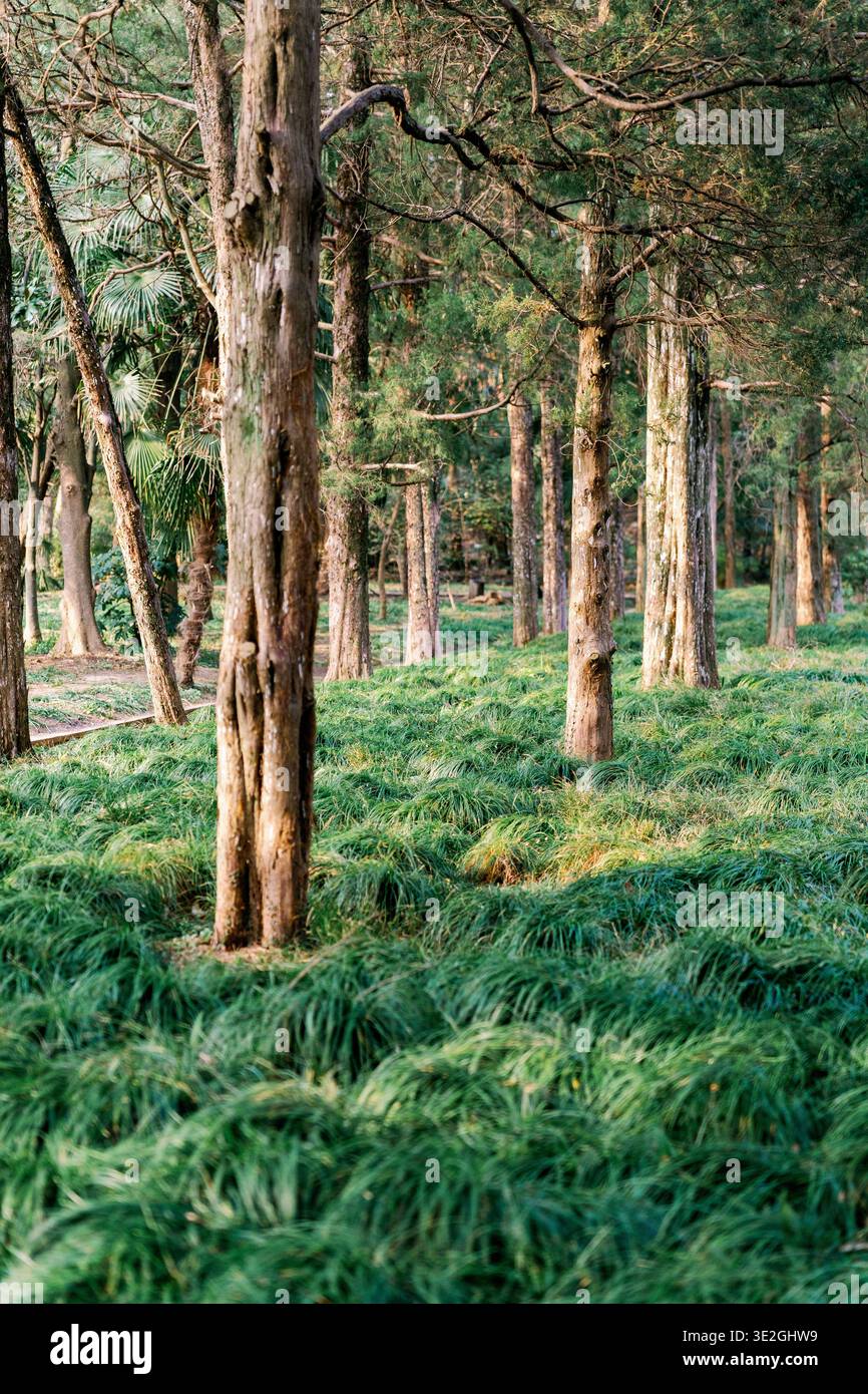 Forêt verte luxuriante en Chine Banque D'Images