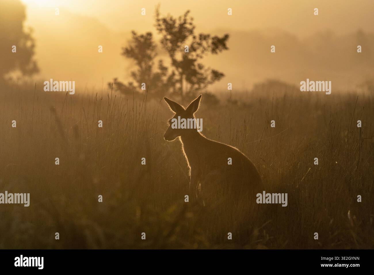 Un jeune kangourou se dresse dans de hautes herbes, baigné d'une lueur chaude et dorée de coucher de soleil. Banque D'Images