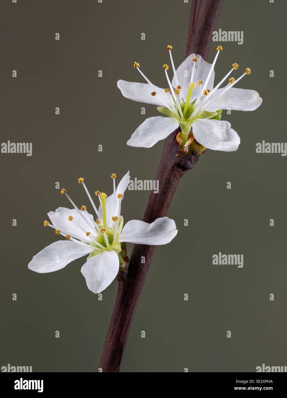 Un gros plan d'une paire de fleurs blanches sur une brindille d'un Bush Blackthorn Banque D'Images