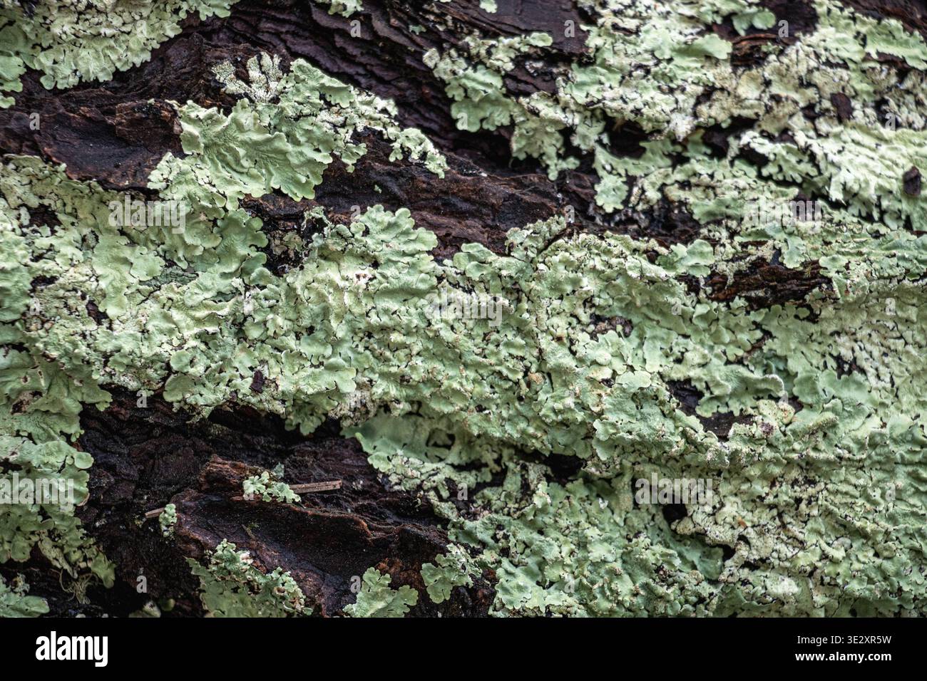 Cetrelia cetrarioides, Flavoparmelia caperata, souvent connu sous le nom de lichen greenshield sur l'écorce d'arbre, un gros plan du lichen vert pâle Banque D'Images