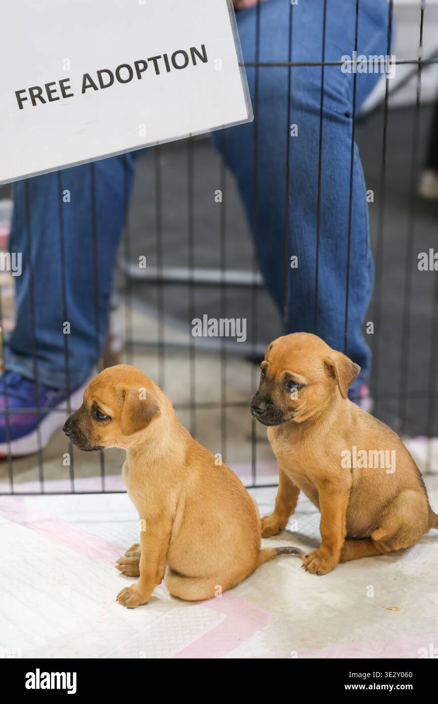 Deux petits chiots assis sous un panneau d'adoption libre à une exposition d'animaux de compagnie. La scène d'abri met l'accent sur le sauvetage, les soins et la recherche de sécurité permanente h Banque D'Images
