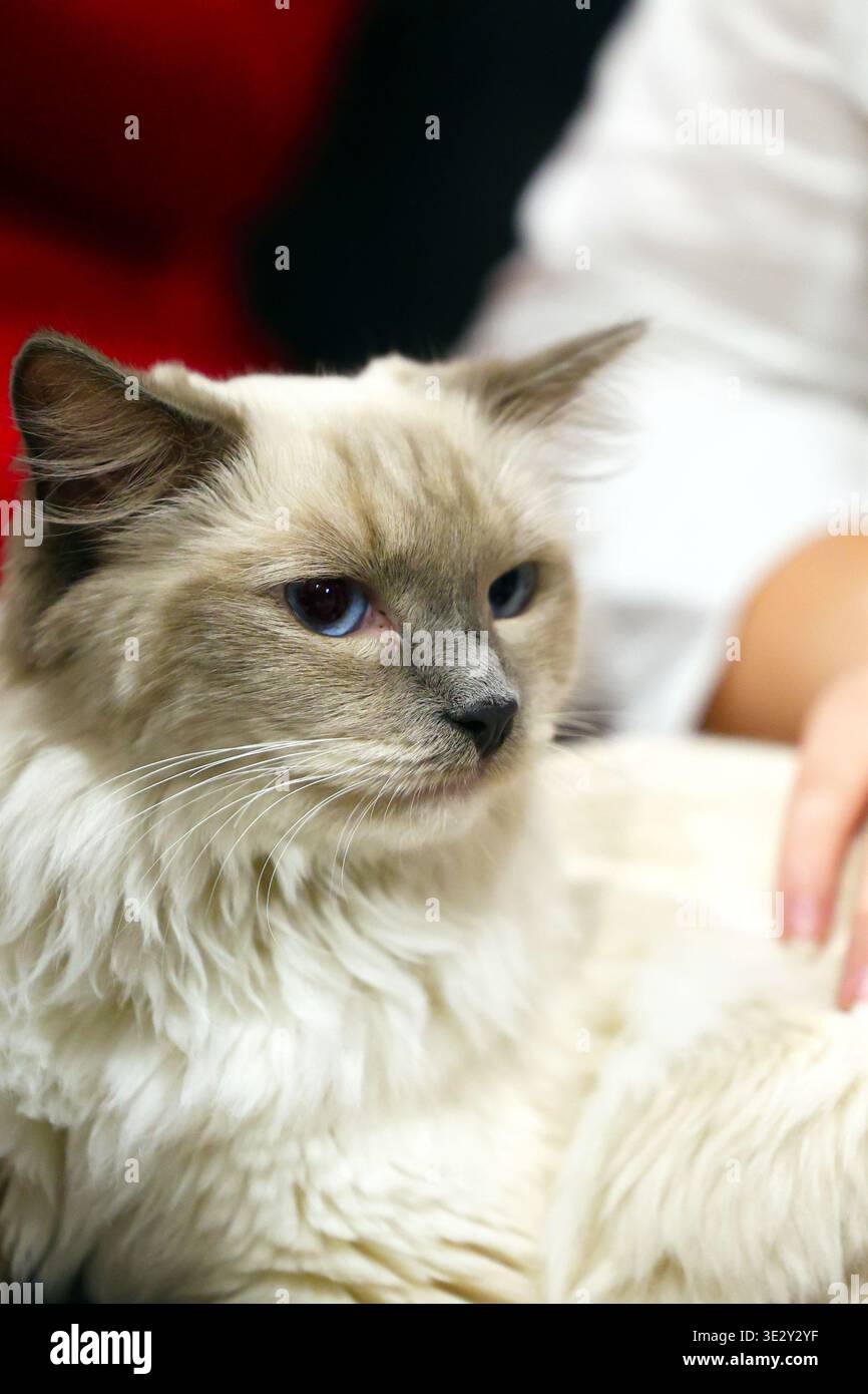 Gros plan Portrait d'un chat Ragdoll détendu aux yeux bleus Banque D'Images