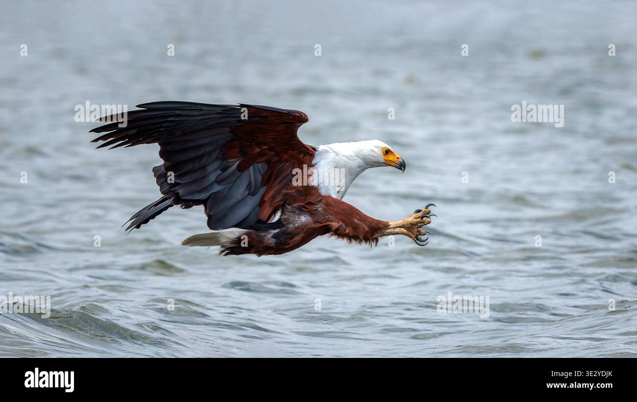 L'aigle africain, Icthyophaga vocifer ou aigle de mer africain est une grande espèce d'aigle que l'on trouve dans toute l'Afrique subsaharienne. Banque D'Images